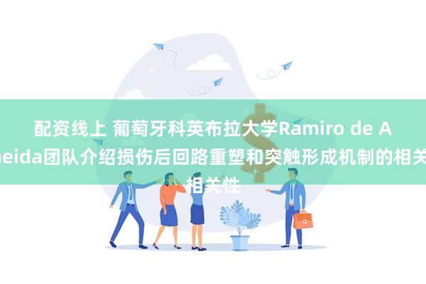 配资线上 葡萄牙科英布拉大学Ramiro de Almeida团队介绍损伤后回路重塑和突触形成机制的相关性